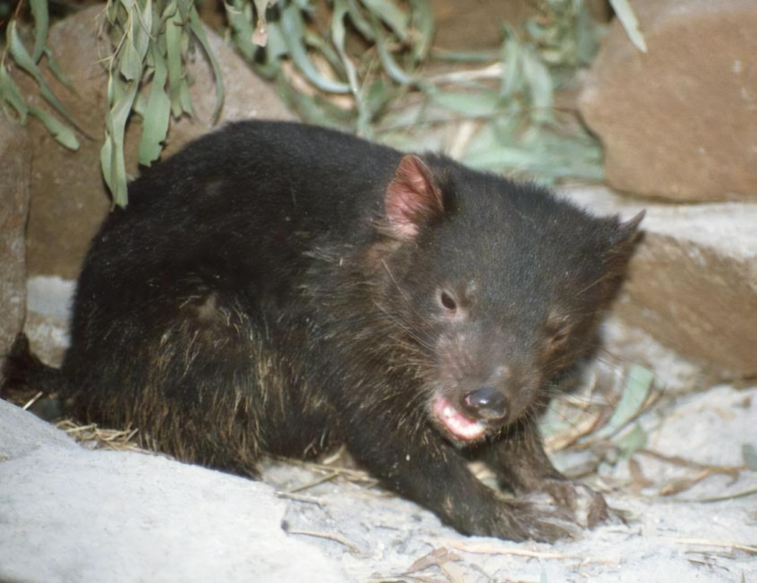 Tasmania